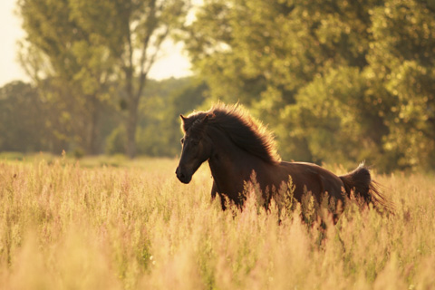 Rennbild im Sonnenuntergang